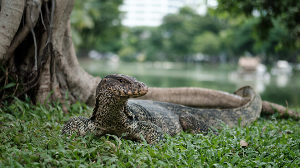 Monitor lizard, Bangkok